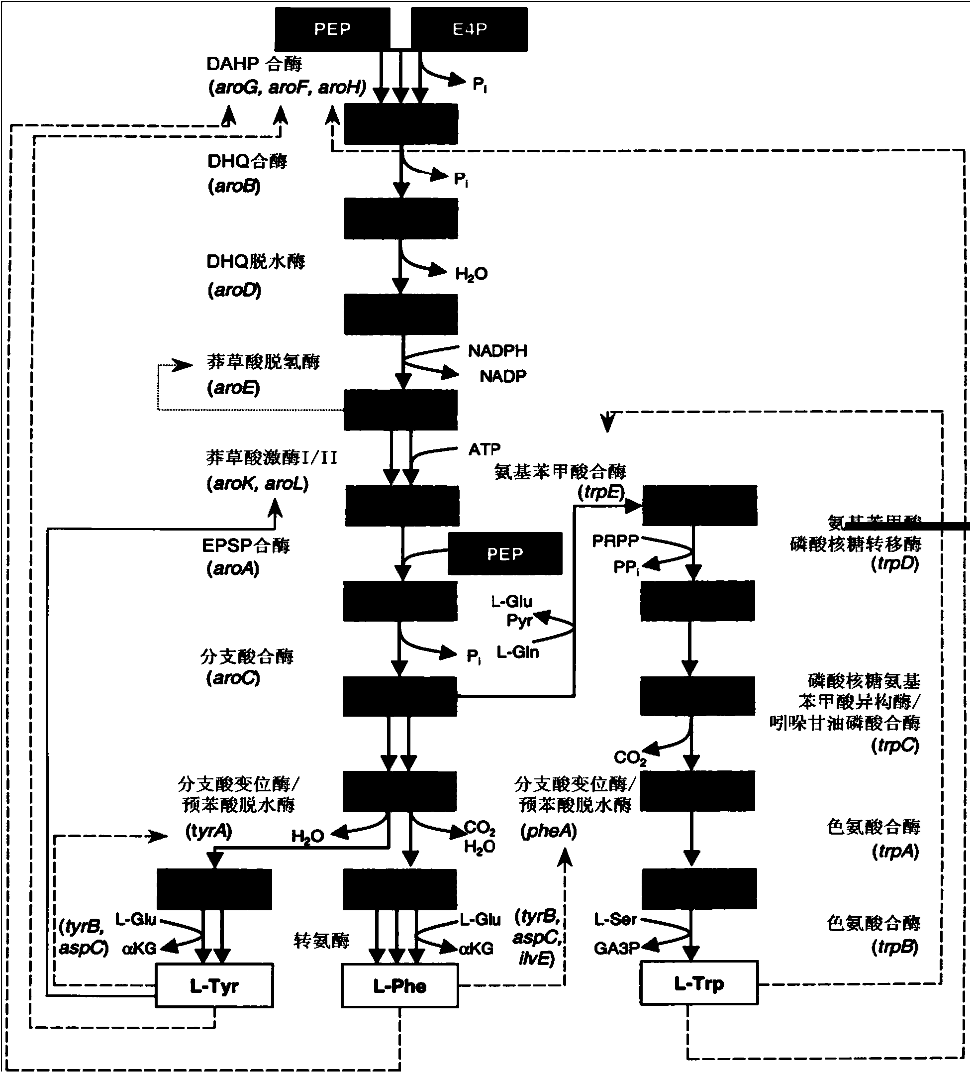 L-tryptophan fermentation strain and method for fermentation production of L-tryptophan by using L-tryptophan fermentation strain