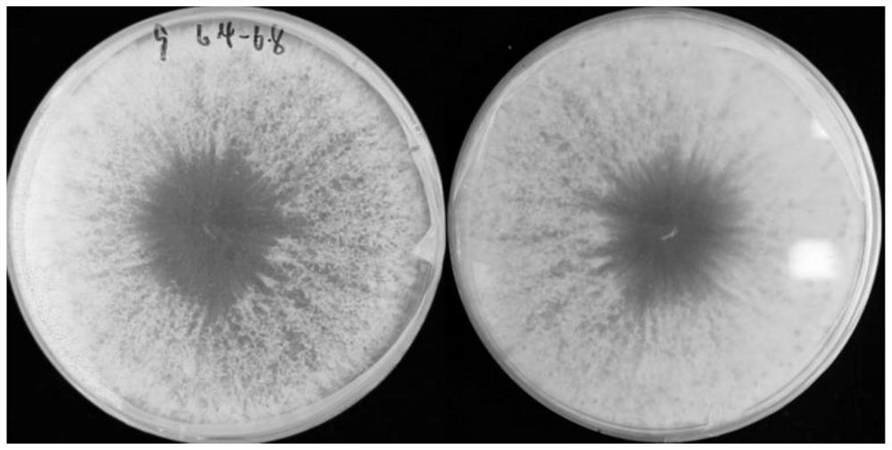 Novel tea tree endophytic biocontrol fungus Diamorpha austrialiana and application thereof