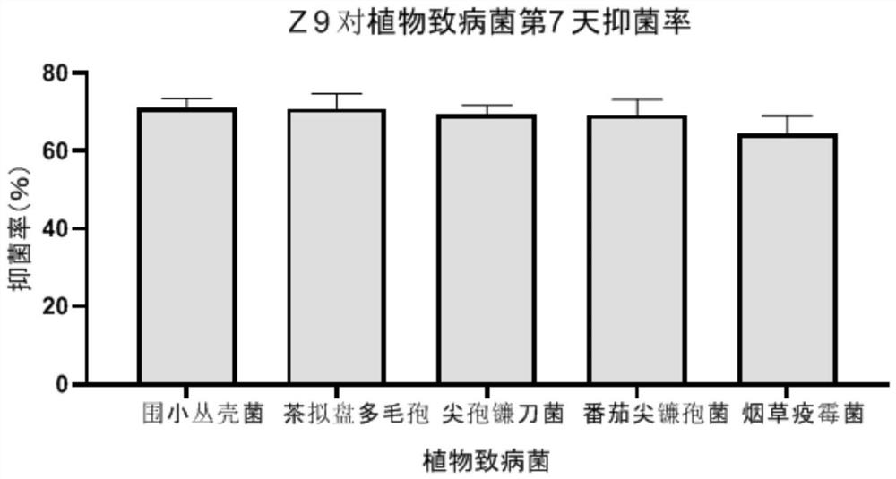 Novel tea tree endophytic biocontrol fungus Diamorpha austrialiana and application thereof