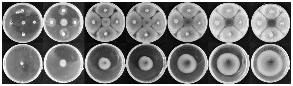 Novel tea tree endophytic biocontrol fungus Diamorpha austrialiana and application thereof