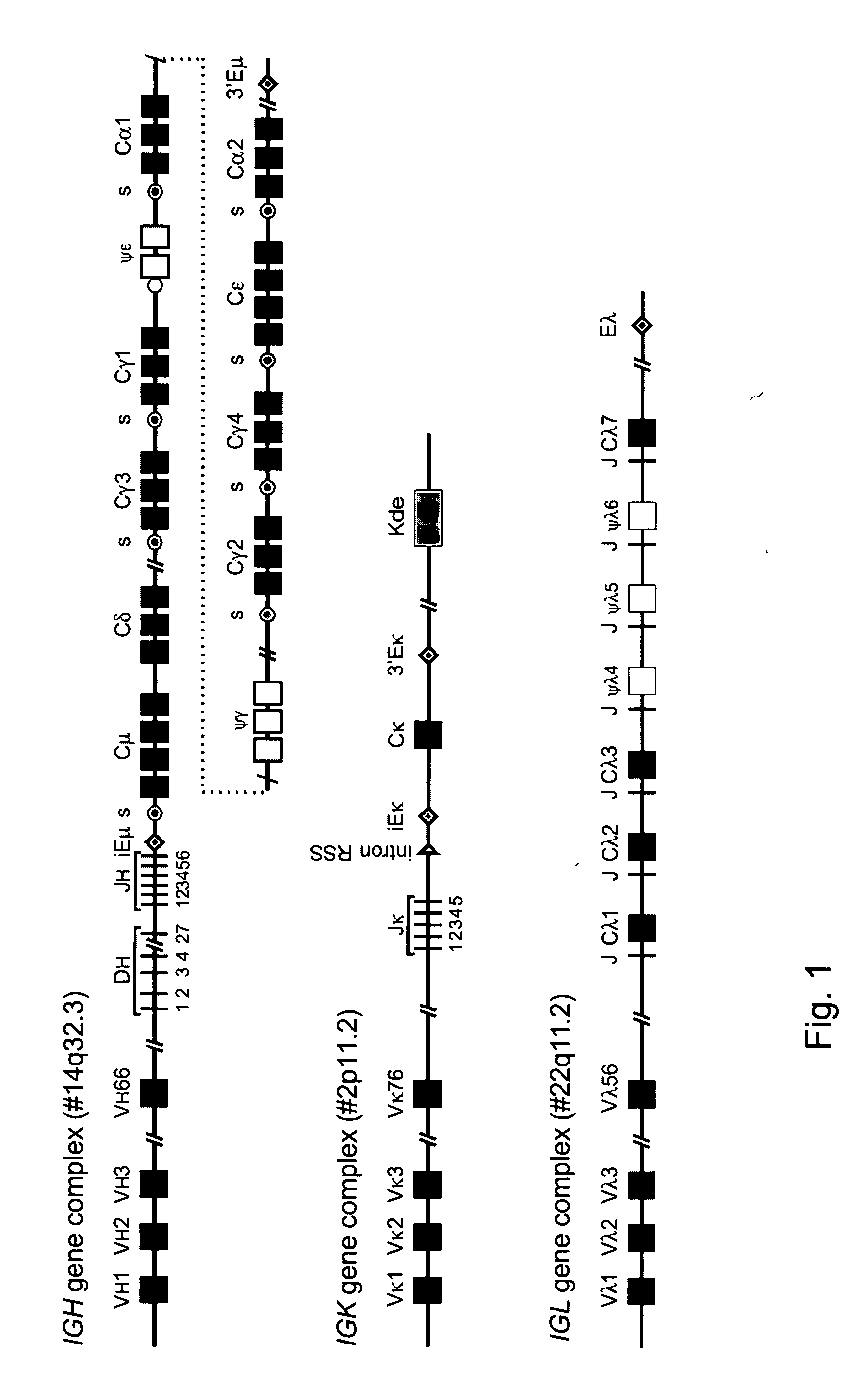 Determining the replicative history of lymphocytes