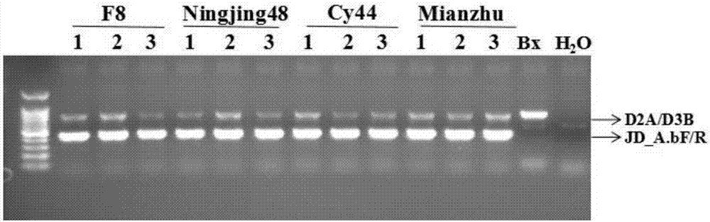 Primer for detecting aphelenchoides besseyi in rice seeds and seedlings and application thereof