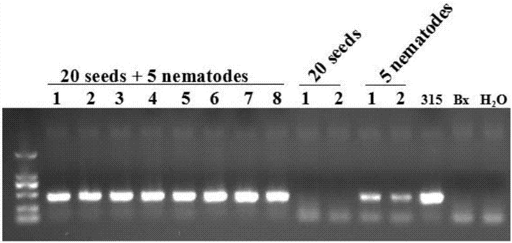 Primer for detecting aphelenchoides besseyi in rice seeds and seedlings and application thereof