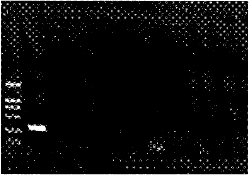 Method for detecting aphelenchoides besseyi and diagnostic reagent kit