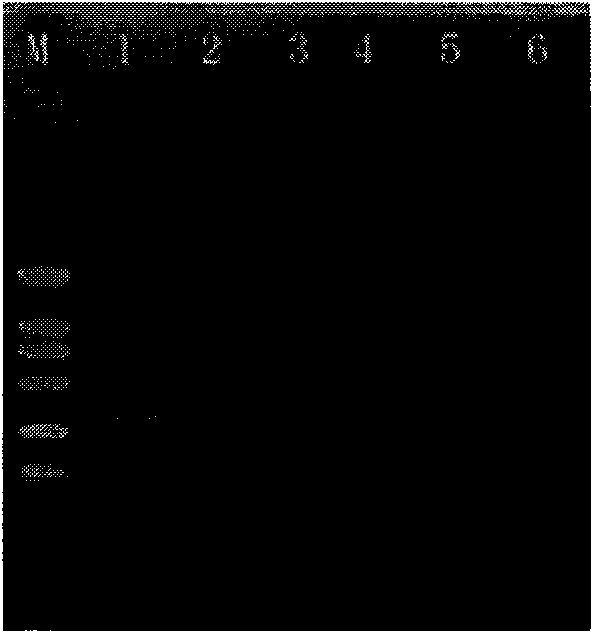 Method for detecting aphelenchoides besseyi and diagnostic reagent kit