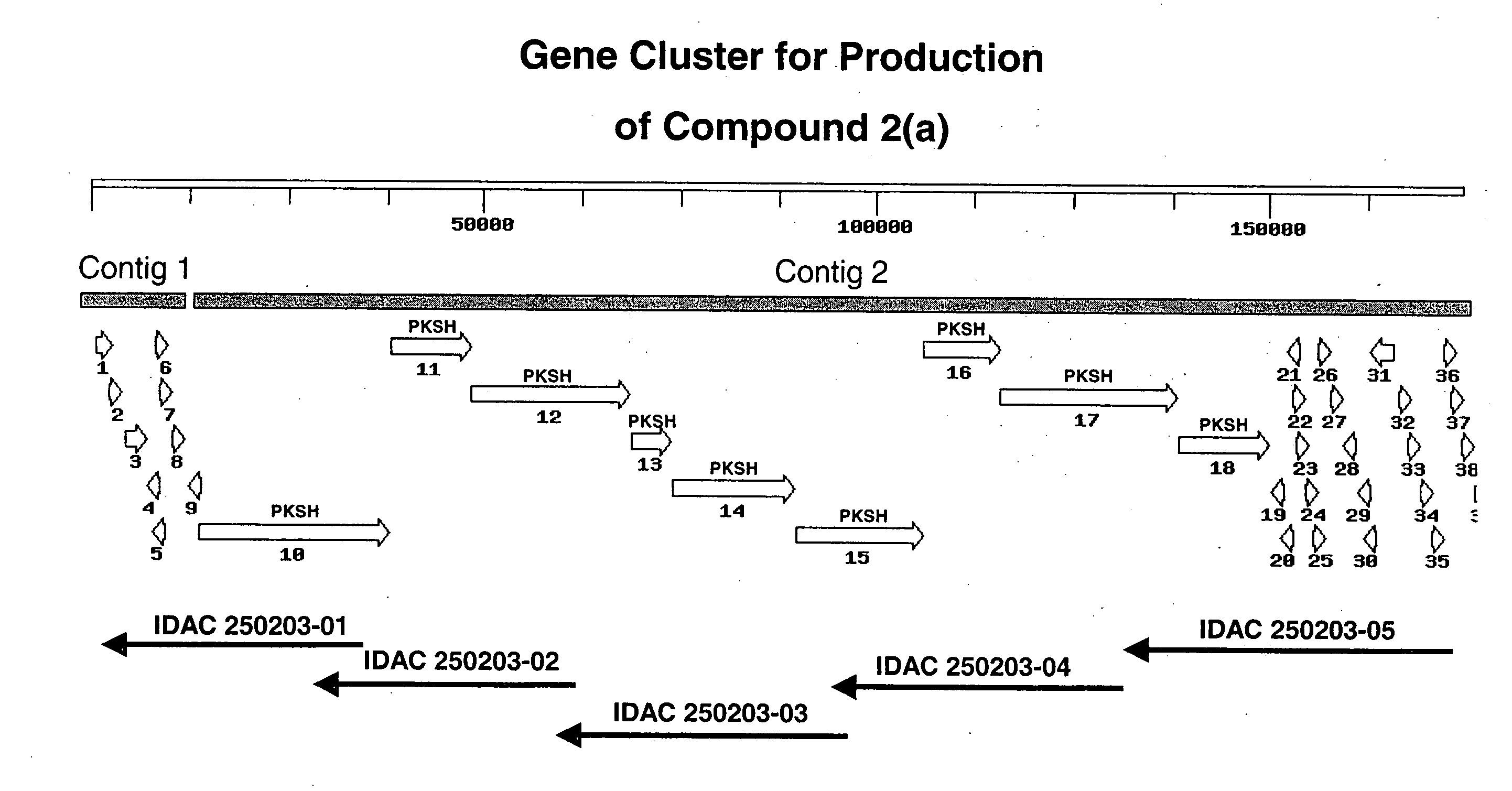 Polyene polyketides, processes for their production and their use as a pharmaceutical