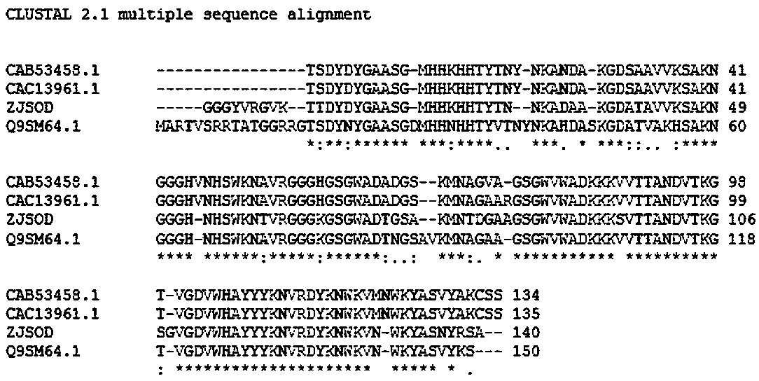 A kind of jujube superoxide dismutase gene and its application