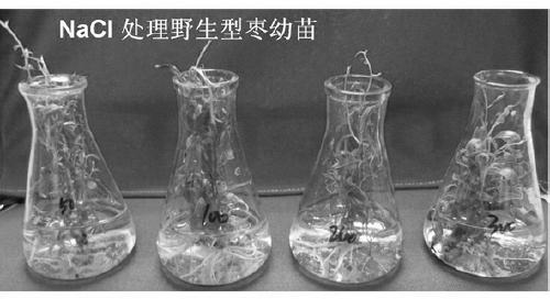 A kind of jujube superoxide dismutase gene and its application