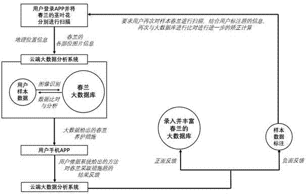 Household Cymbidium goeringii maintenance APP based on big data and image recognition