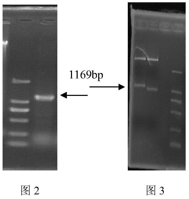 Analysis of promoter and activity of cyp6a13 in pea aphid