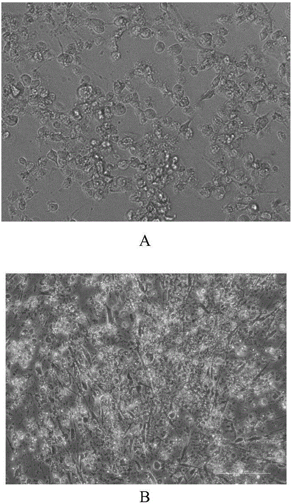 CA-193 virus strain and application thereof to preparation of inactivated vaccine