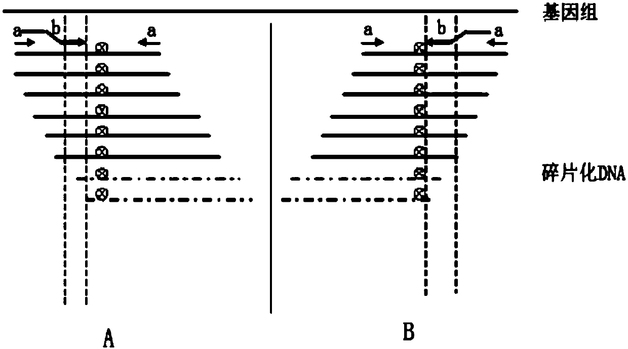 Detection method of low requency mutated DNA fragment and library building method