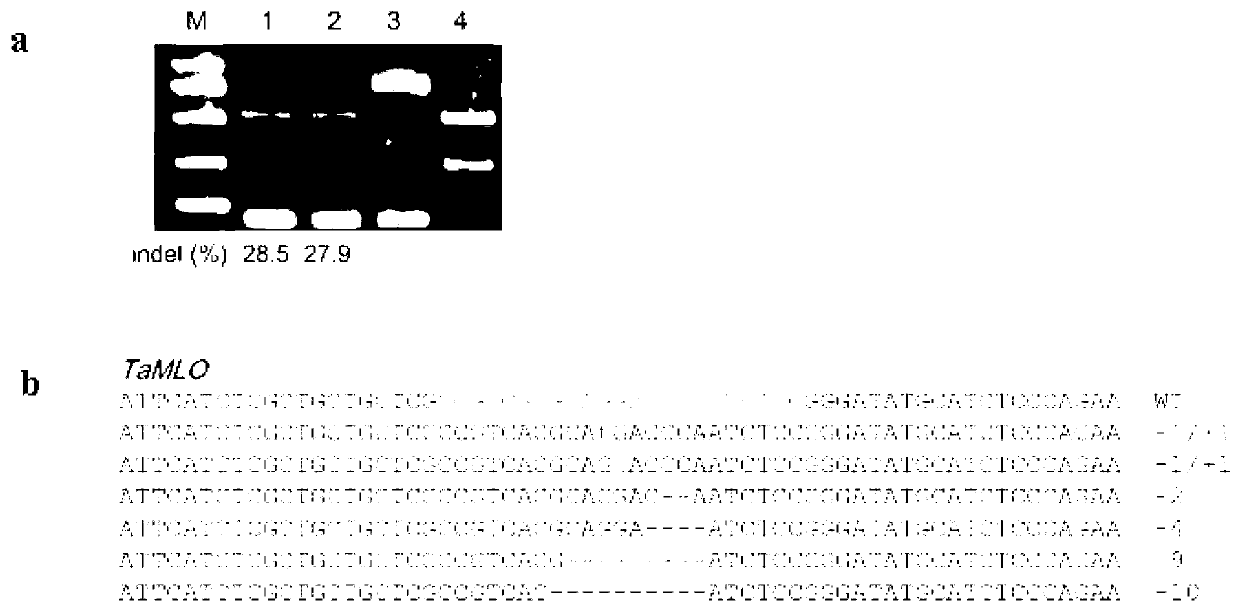 Wheat genome site-specific modification method