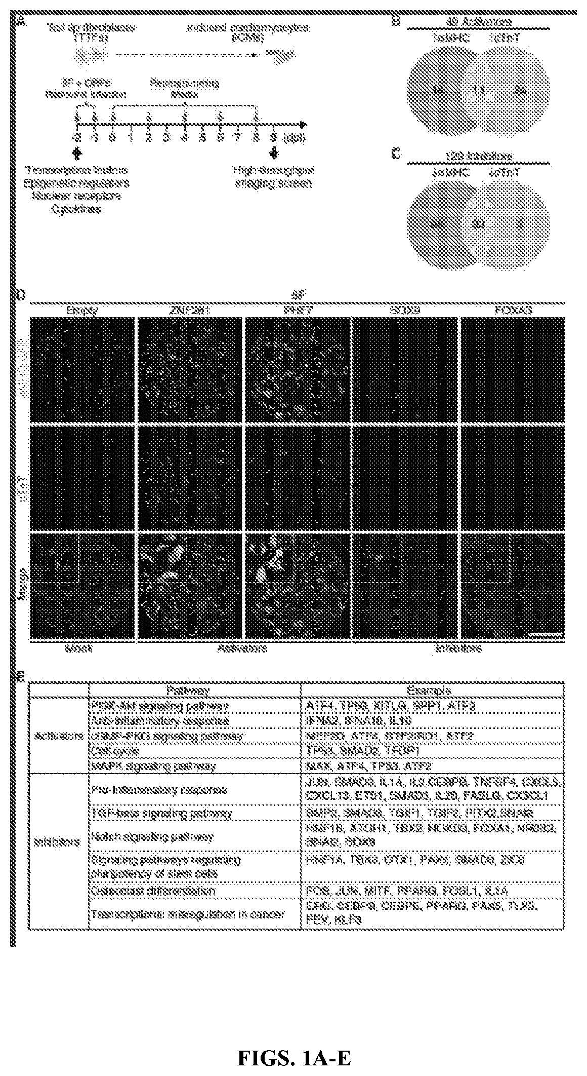 Cardiac repair by reprogramming of adult cardiac fibroblasts into cardiomyocytes