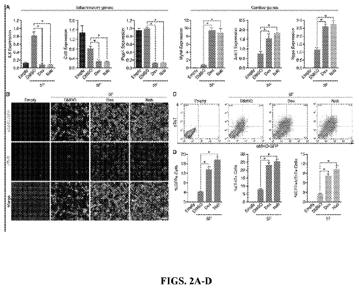 Cardiac repair by reprogramming of adult cardiac fibroblasts into cardiomyocytes