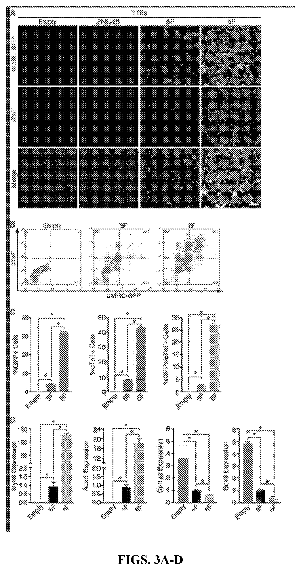 Cardiac repair by reprogramming of adult cardiac fibroblasts into cardiomyocytes