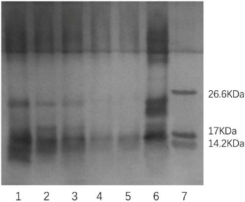 Method for preparing ginseng polypeptide by double-enzyme step-by-step enzymatic hydrolysis