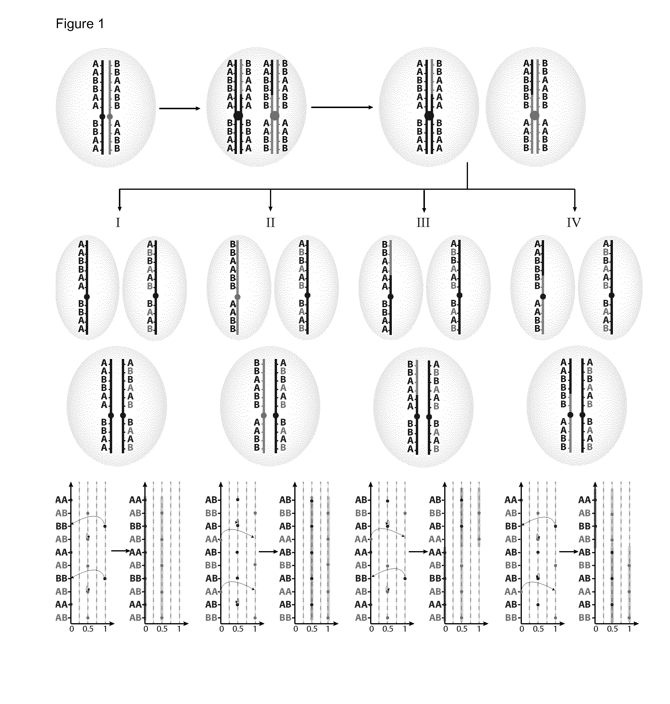 Haplotyping and copy number typing using polymorphic variant allelic frequencies