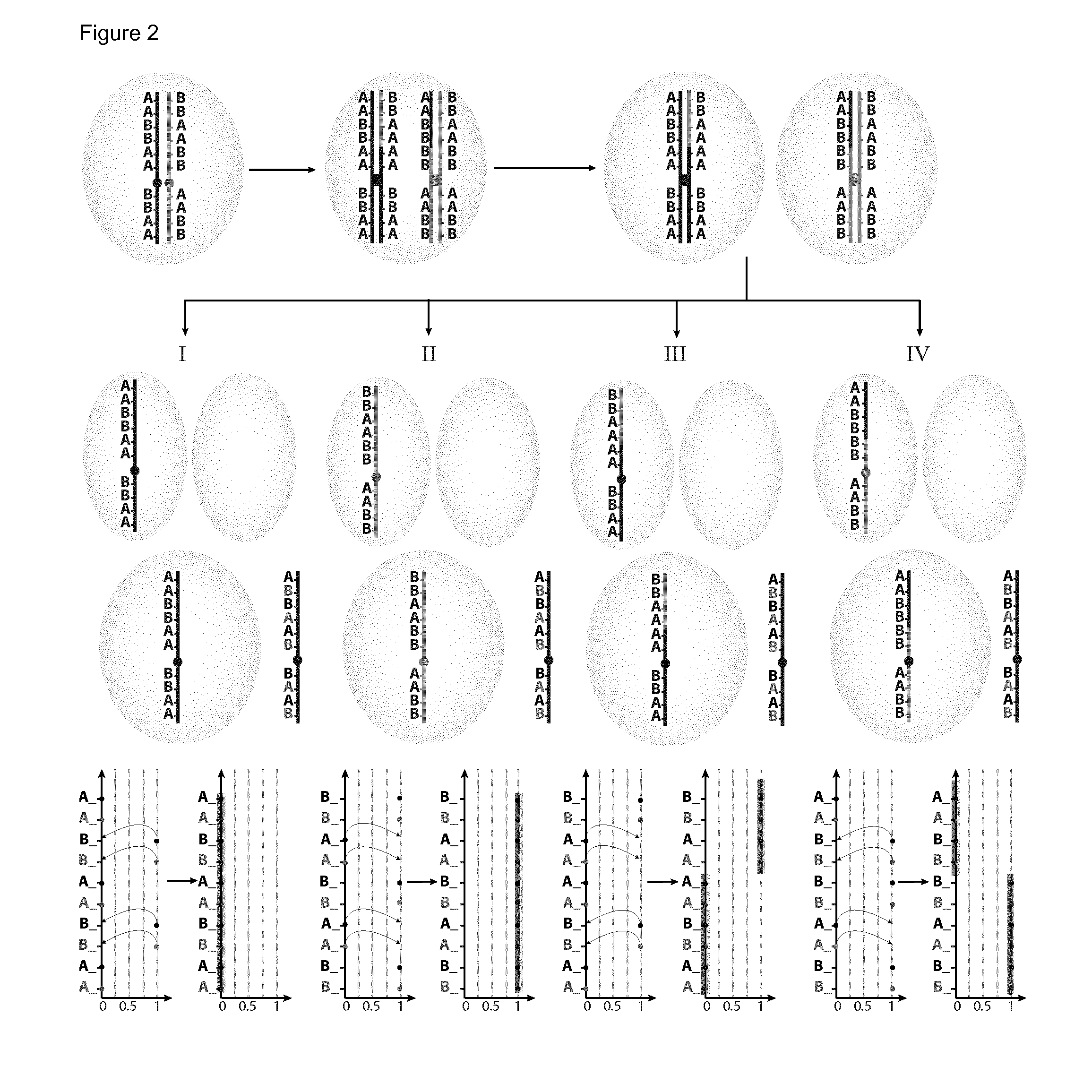 Haplotyping and copy number typing using polymorphic variant allelic frequencies