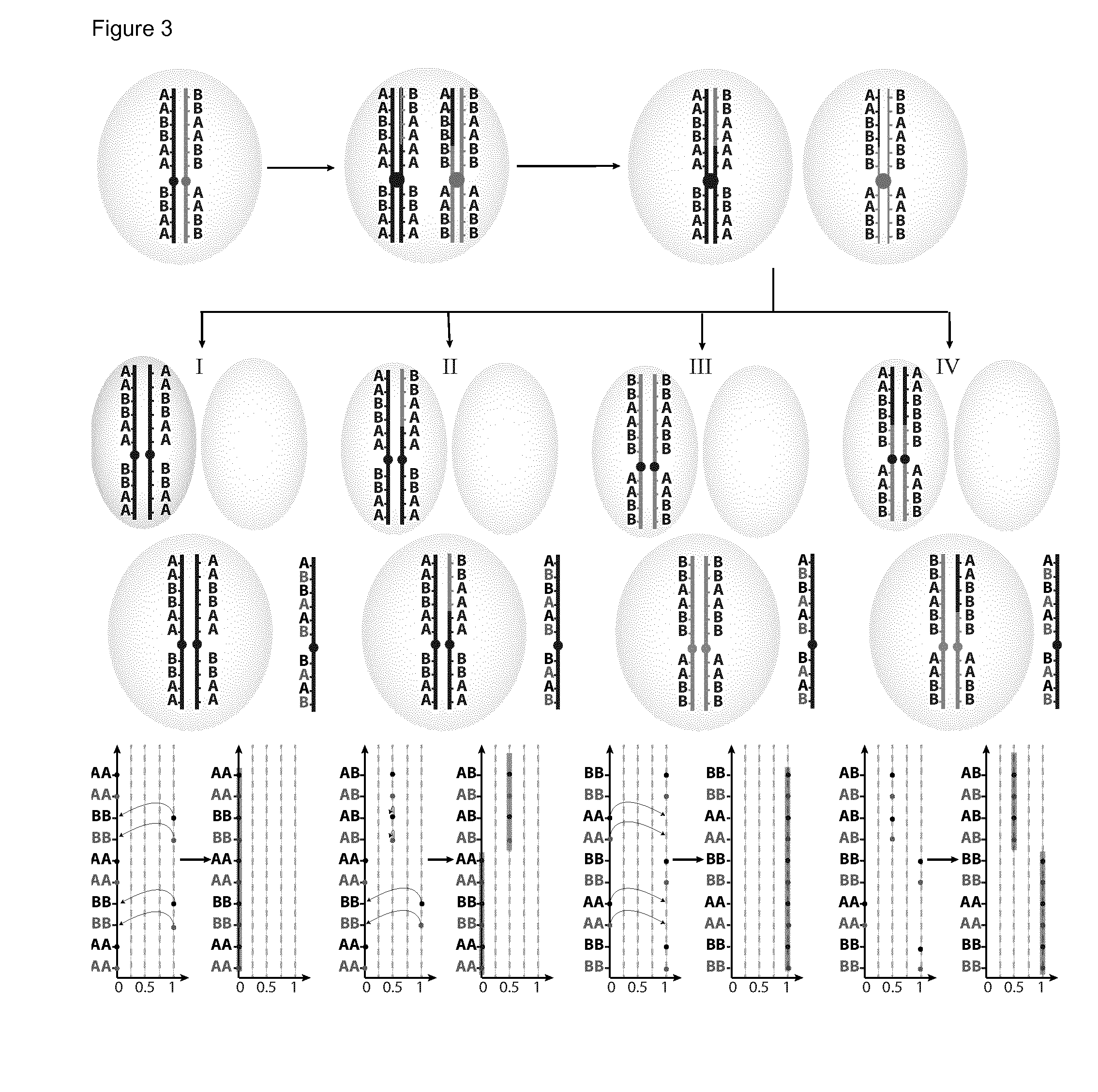 Haplotyping and copy number typing using polymorphic variant allelic frequencies