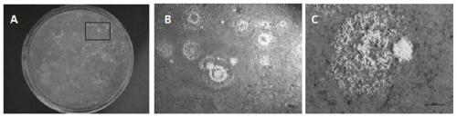 In-situ culture method for actinomyces in soil