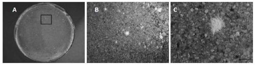 In-situ culture method for actinomyces in soil