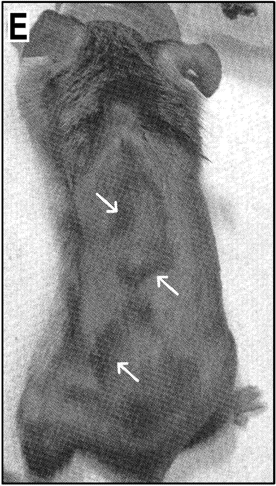 R-spondin agonist-mediated hair growth