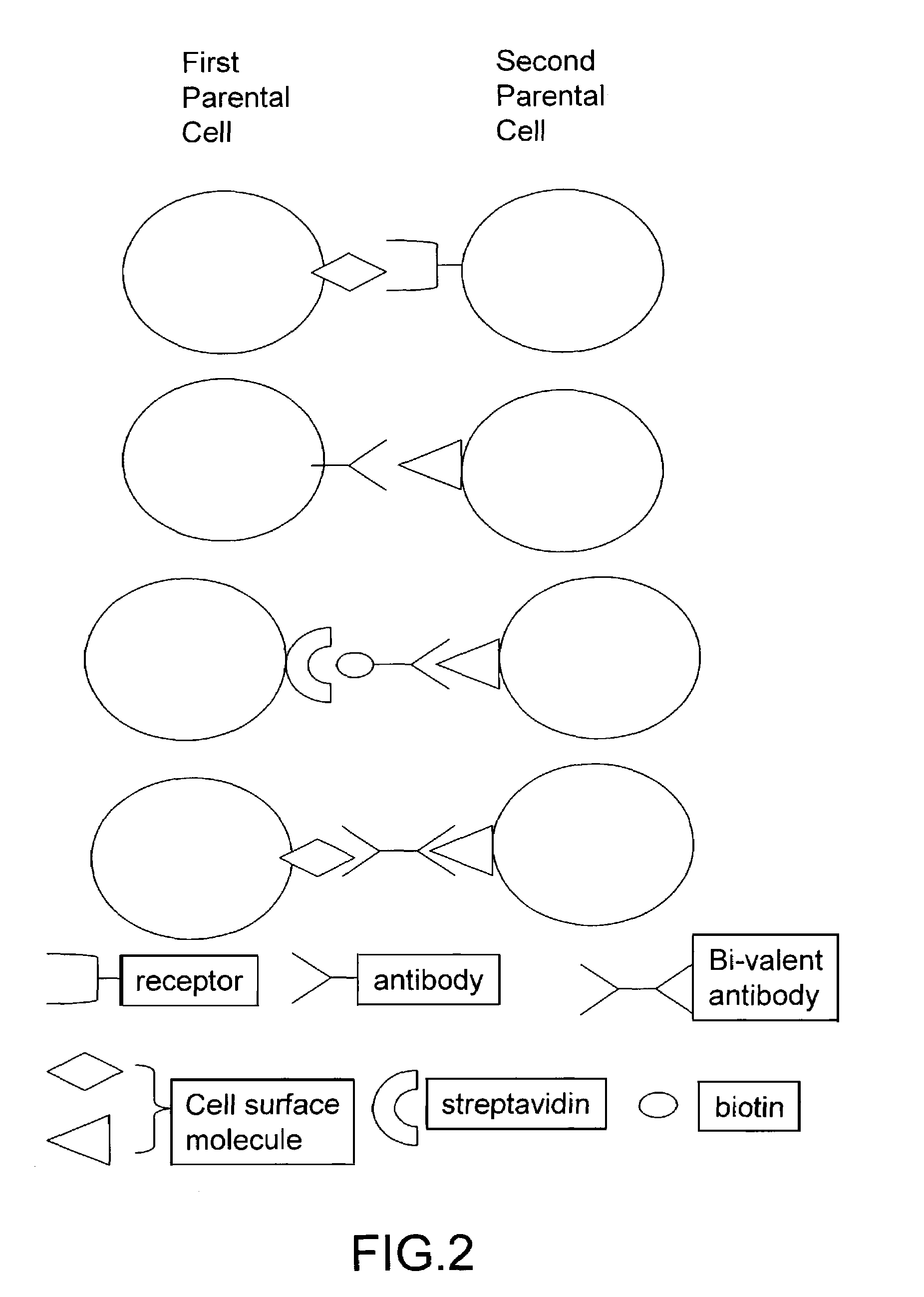 Cell fusion method