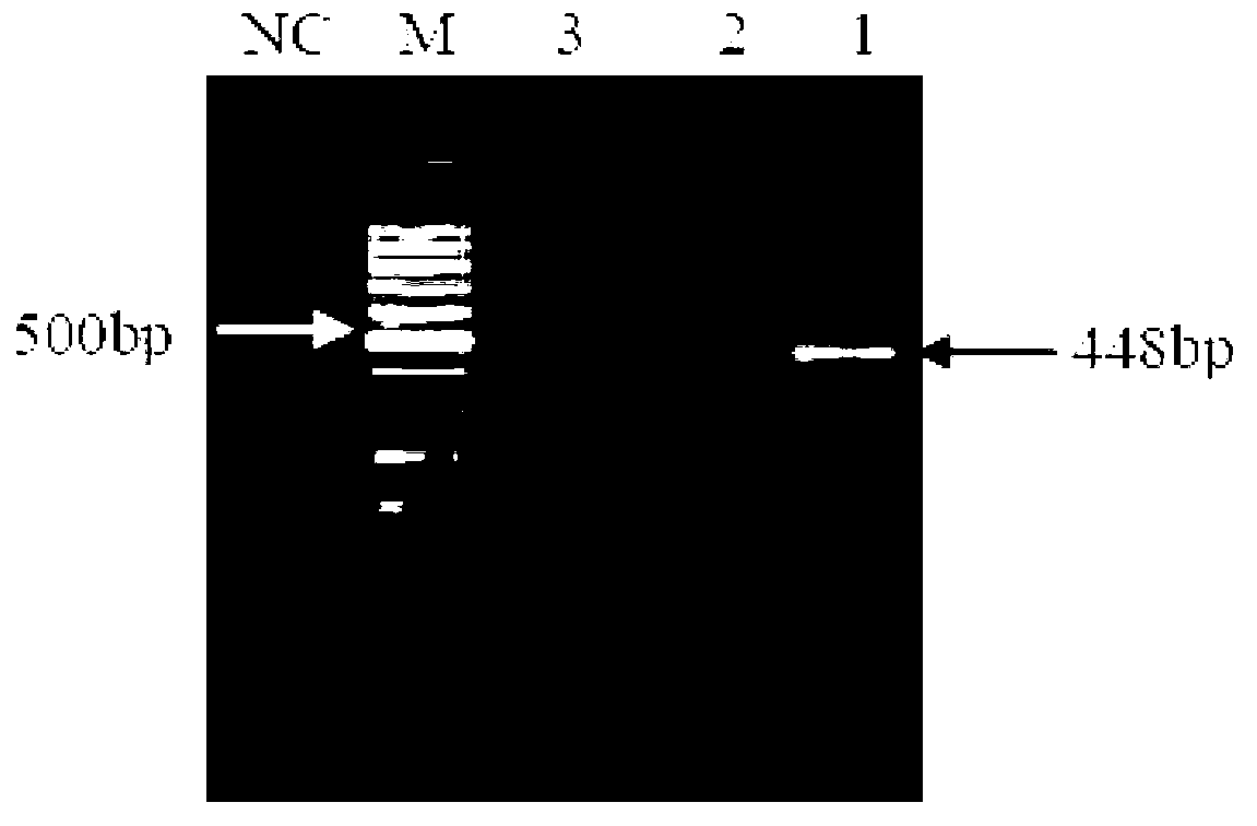 Nile tilapia NPB29 (neuropeptide B29) peptide as well as encoding nucleic acid and application thereof