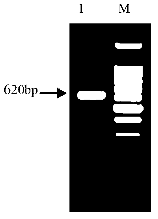 Nile tilapia NPB29 (neuropeptide B29) peptide as well as encoding nucleic acid and application thereof