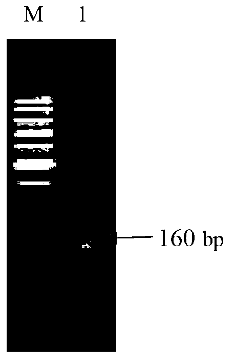 Nile tilapia NPB29 (neuropeptide B29) peptide as well as encoding nucleic acid and application thereof