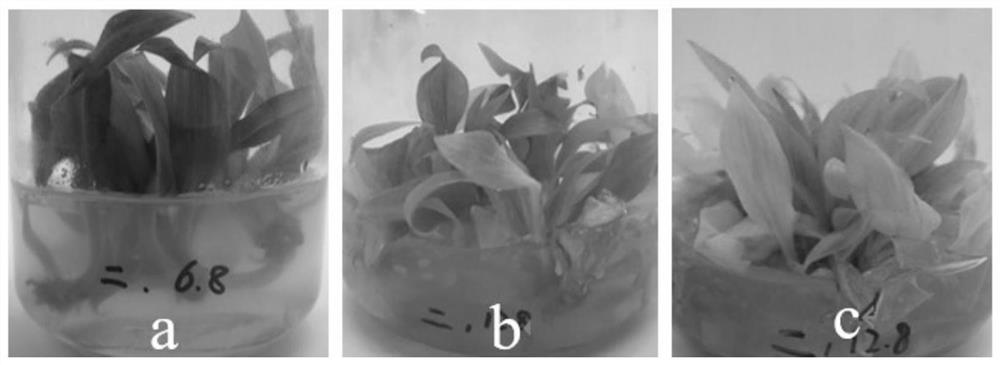 Hosta undulata bailey test-tube plantlet preservation culture medium and application thereof