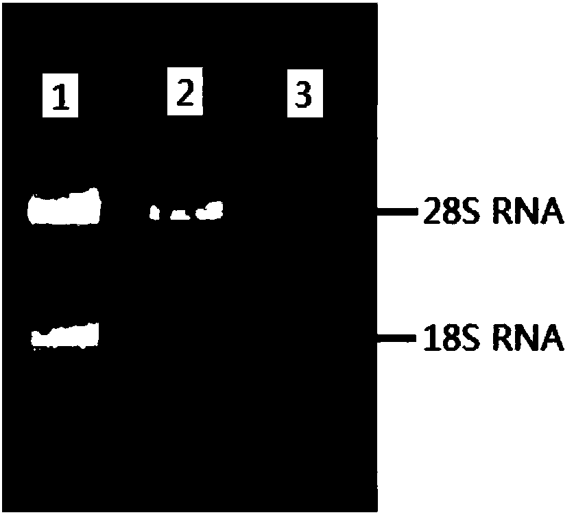 Screening method for reference genes in different tissues of cunninghamia lanceolata and application of screened genes as reference genes