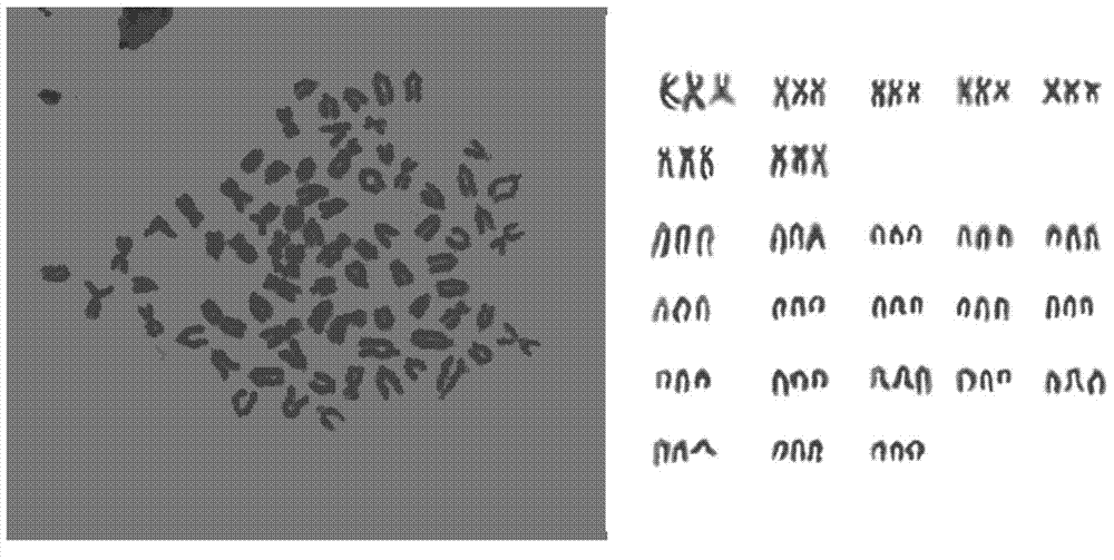 Triploid loach fin cell line TRMF and establishing method thereof