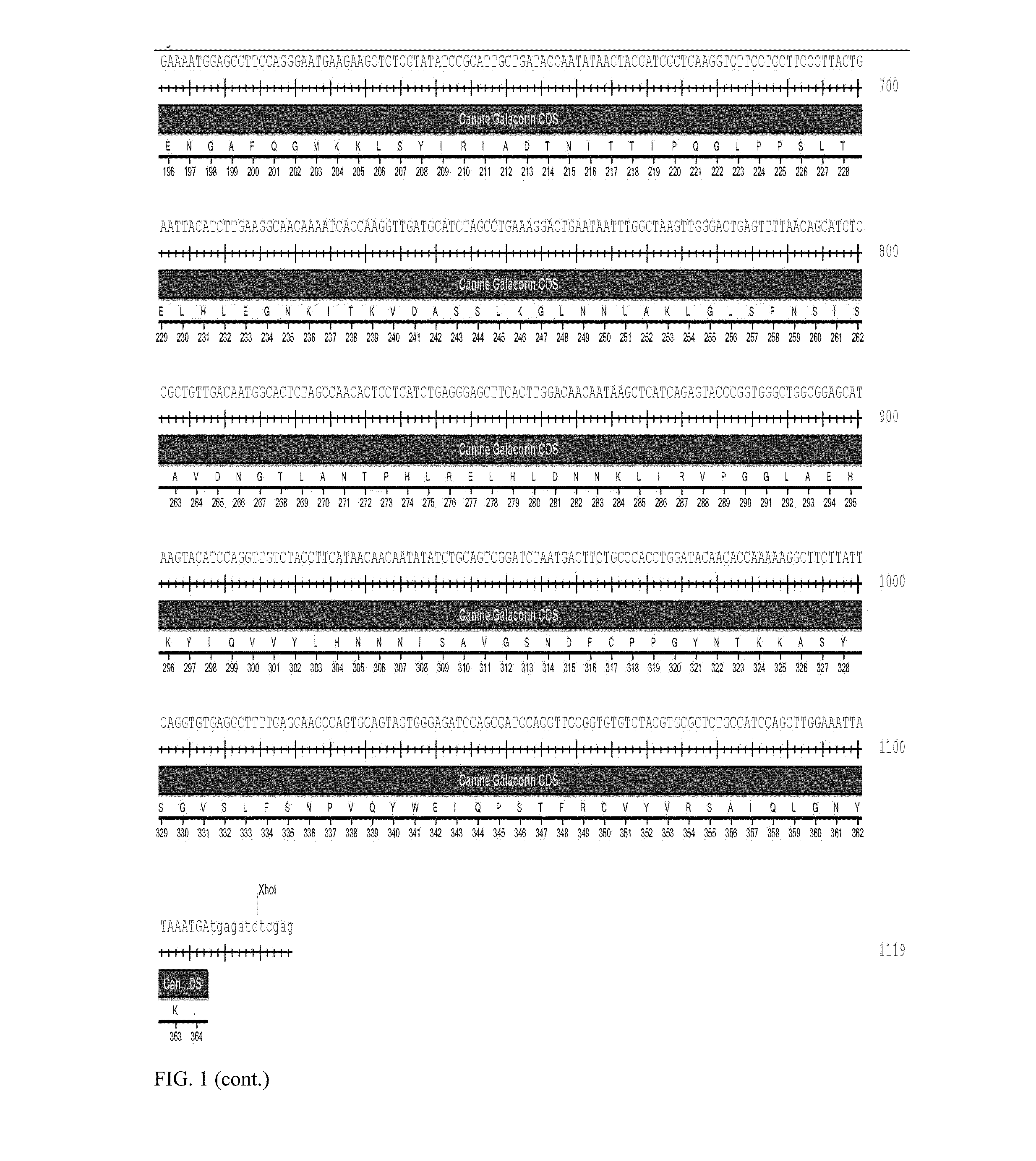 Veterinary decorin compositions and use thereof