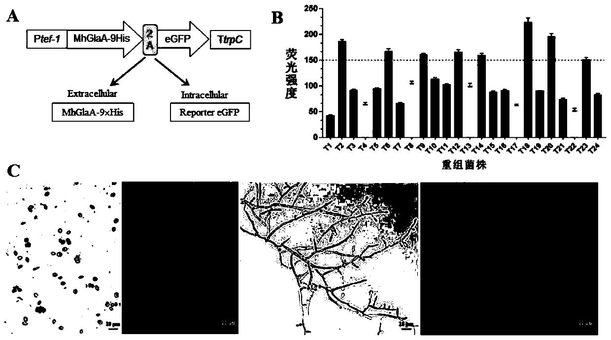 Glucoamylase MhglaA from myceliophthora heterothallica, gene for coding glucoamylase MhglaA, and application of glucoamylase MhglaA to glucose production