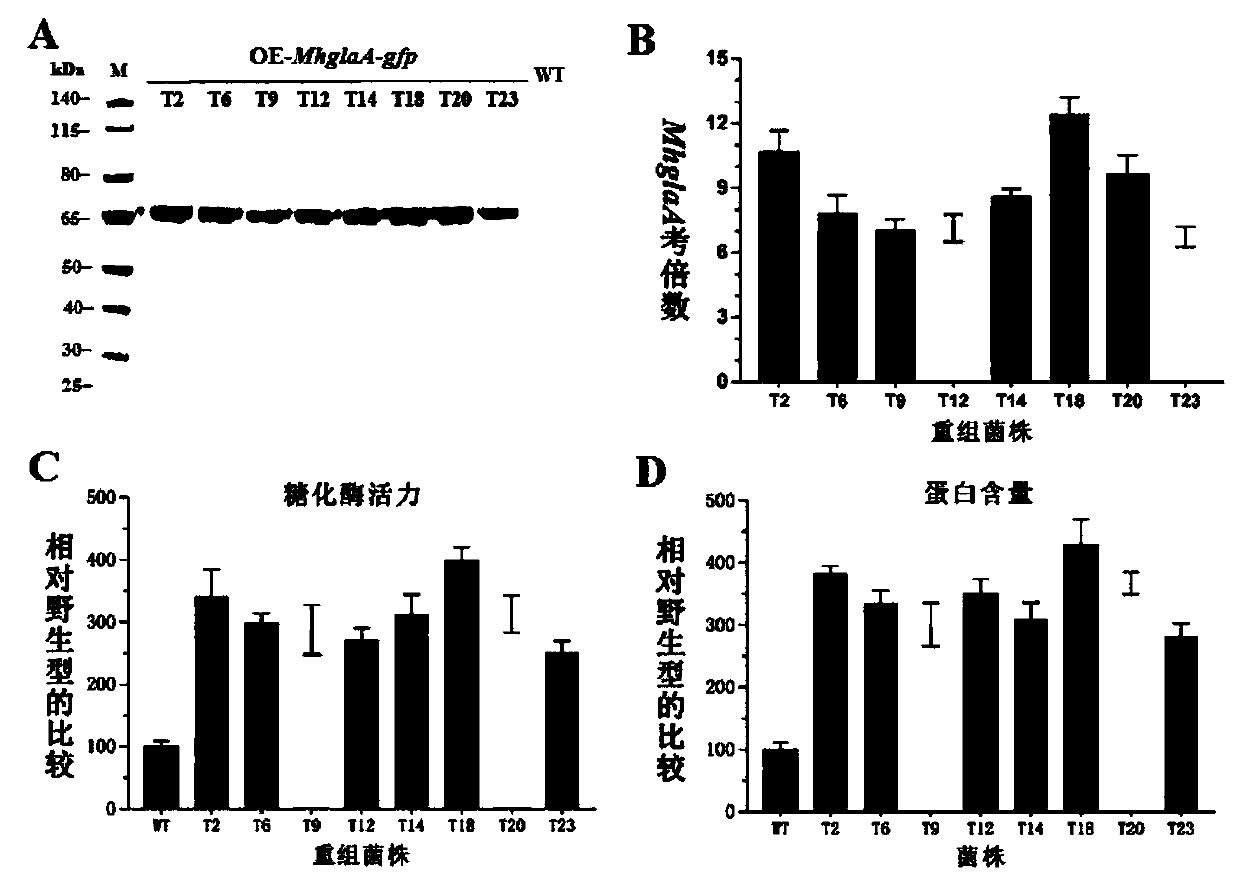 Glucoamylase MhglaA from myceliophthora heterothallica, gene for coding glucoamylase MhglaA, and application of glucoamylase MhglaA to glucose production