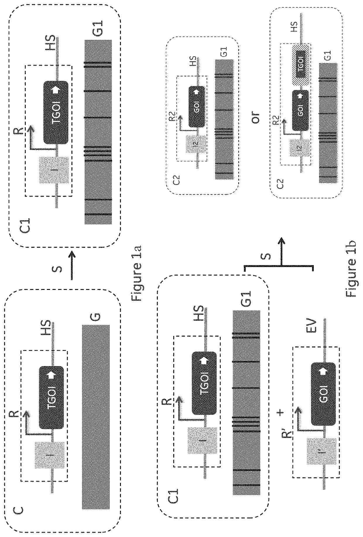 Method for cell line development