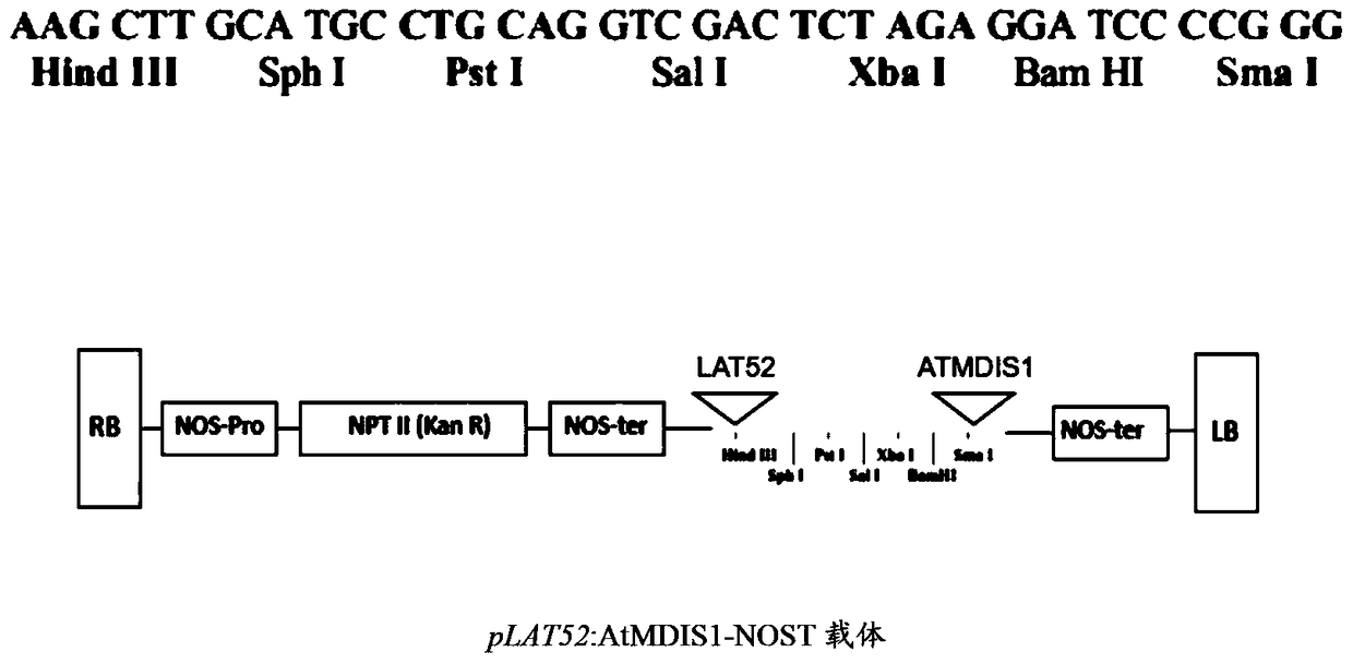 The Lrr-RLK receptor kinase ATMDIS1 and its use in breaking reproductive isolation between species