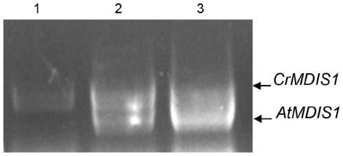 The Lrr-RLK receptor kinase ATMDIS1 and its use in breaking reproductive isolation between species