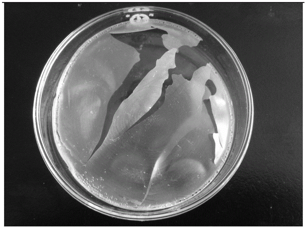 Preparation and application of nano-structure composite adsorption material