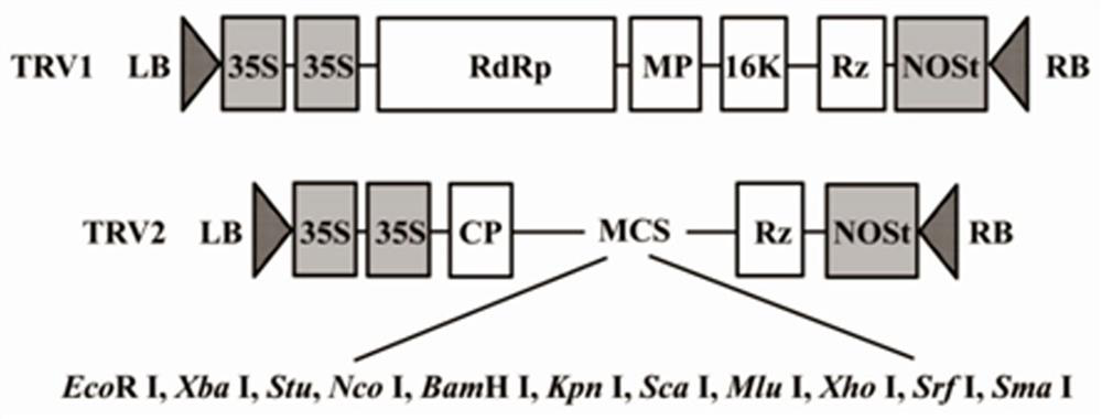 Application of Verticillium dahliae VdPRMT1 gene in improvement of disease resistance of crops or vegetables