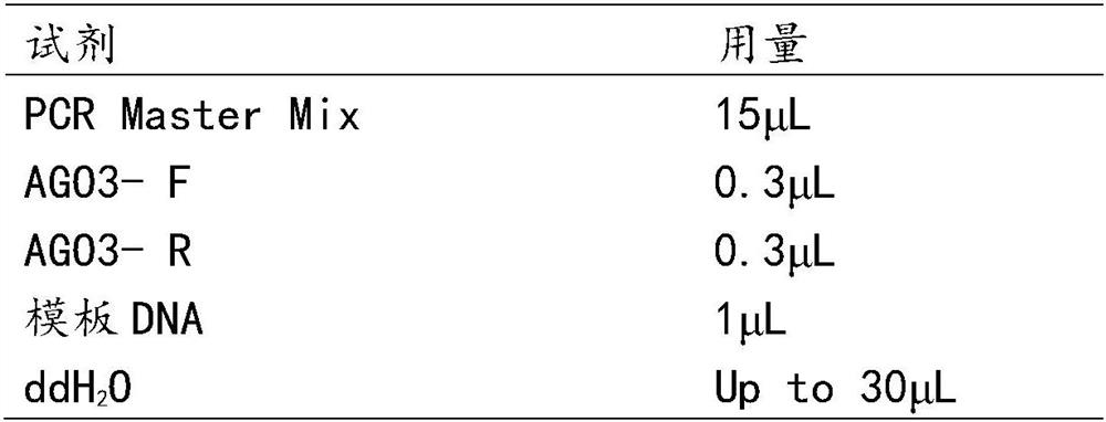 AGO3 gene molecular marker related to chicken weight and abdominal fat weight and application of AGO3 gene molecular marker