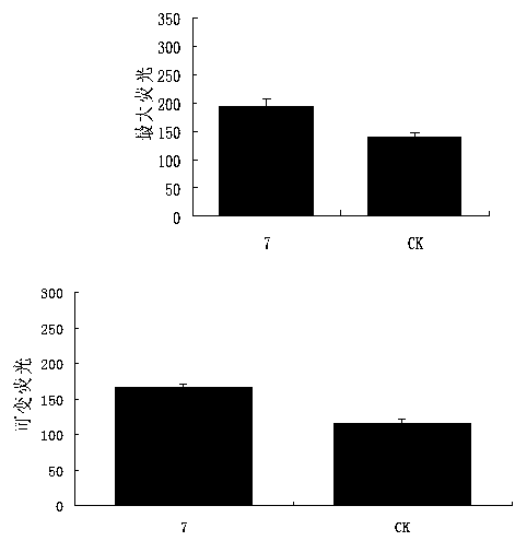 Endophytic fungus promoting casuarina equisetifolia photosynthesis