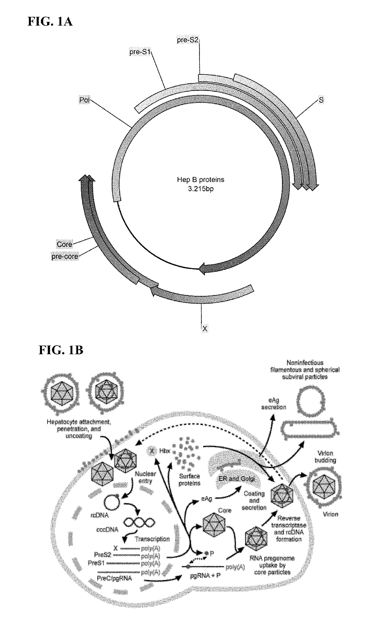 Hepatitis b virus (HBV) vaccines and uses thereof