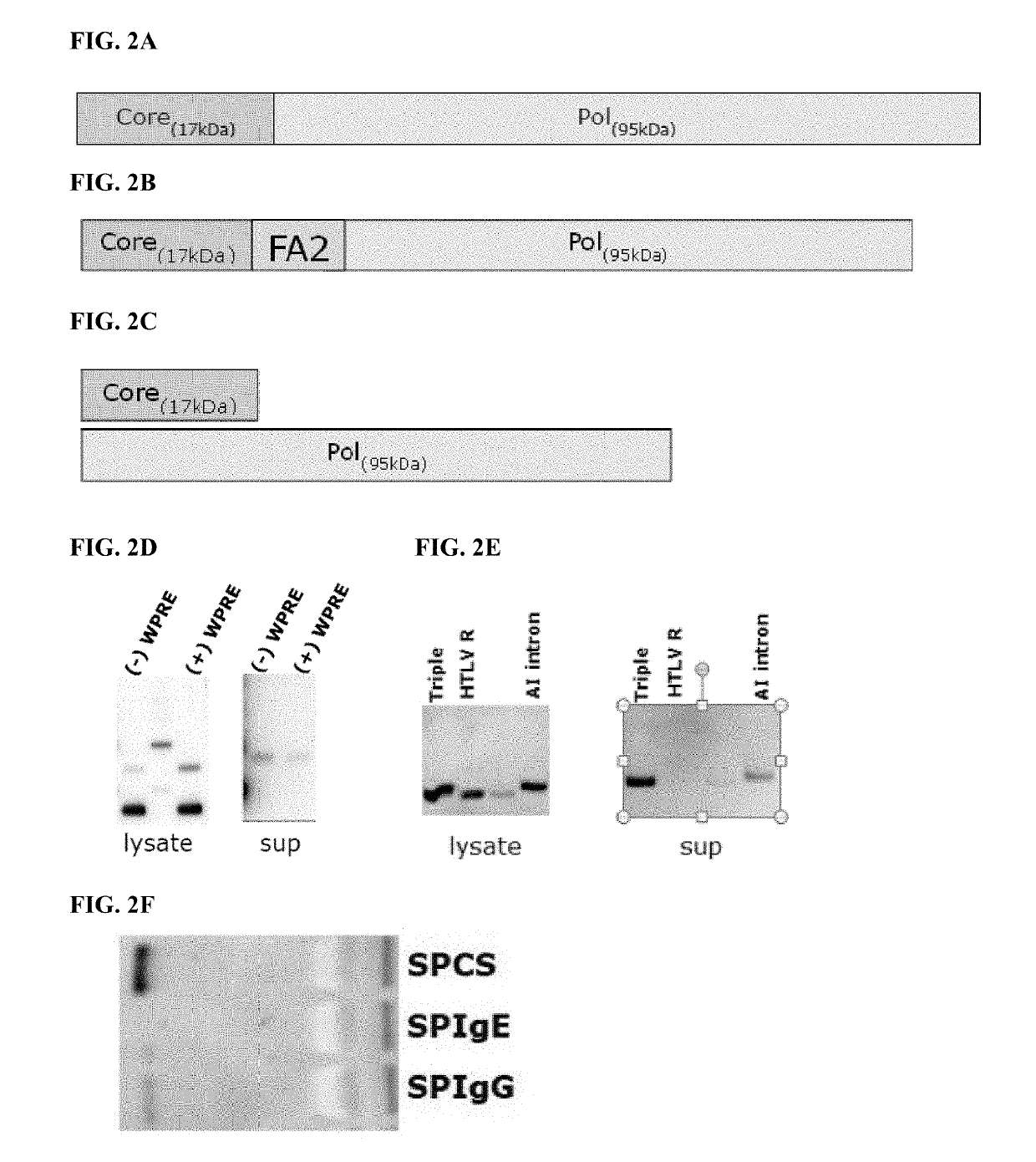 Hepatitis b virus (HBV) vaccines and uses thereof