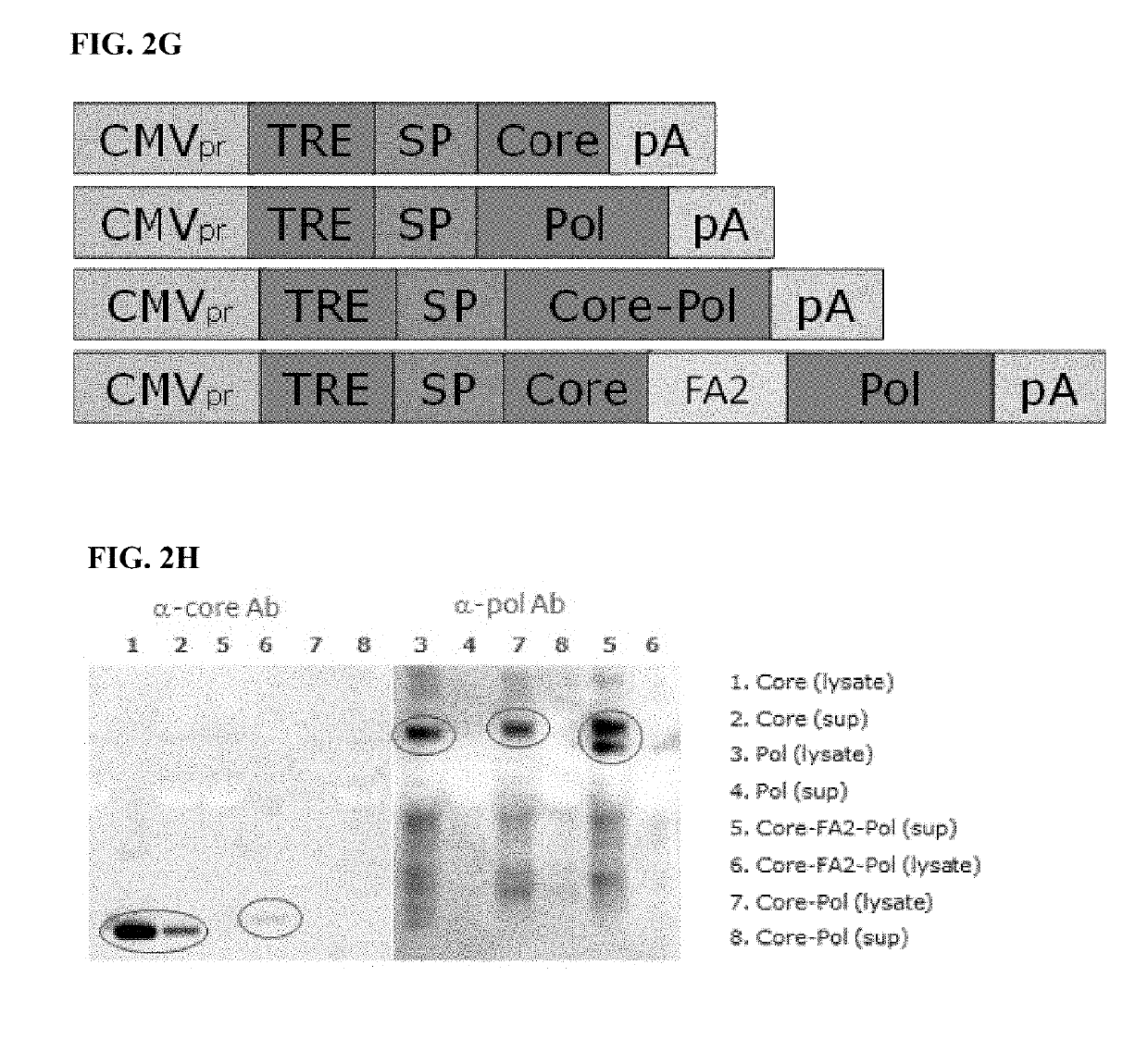 Hepatitis b virus (HBV) vaccines and uses thereof