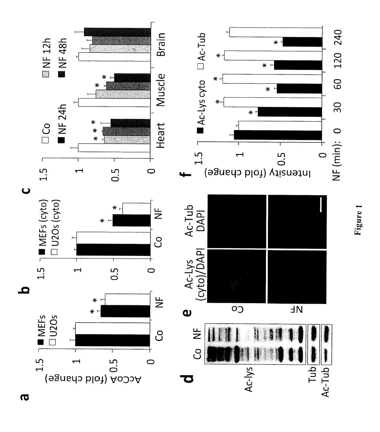 Methods and pharmaceutical compositions for modulating autophagy in a subject in need thereof