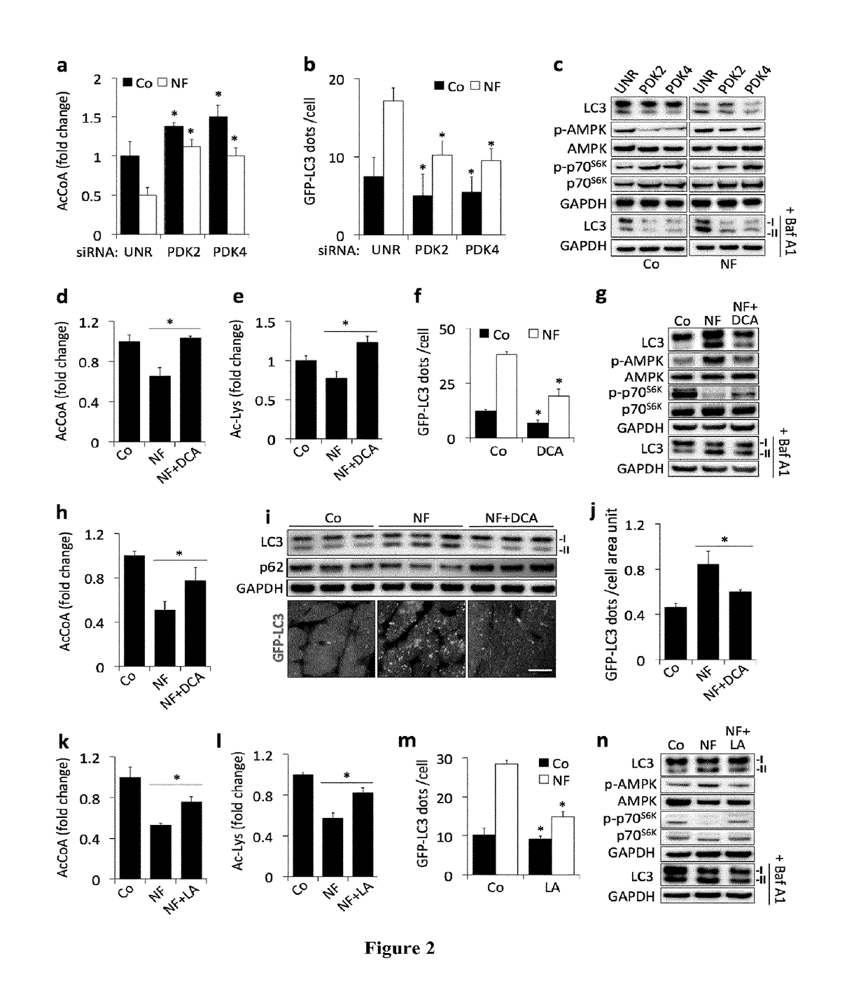 Methods and pharmaceutical compositions for modulating autophagy in a subject in need thereof