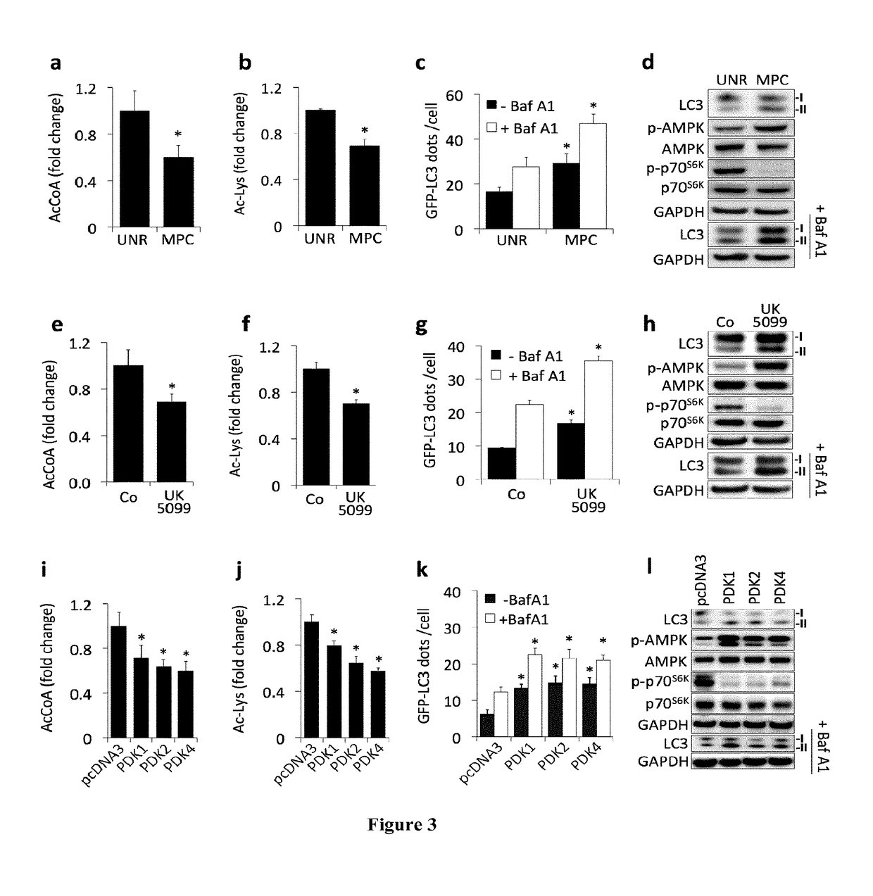 Methods and pharmaceutical compositions for modulating autophagy in a subject in need thereof